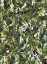 Пробковые полы (клеевые) Print Cork  Corkstyle/Коркстайл (клеевые) - Basswood Leaf