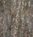 Пробковые полы (клеевые) Print Cork  Corkstyle/Коркстайл (клеевые) Stone - Fossil